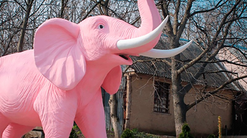 Детальніше про статтю База відпочинку “Рожевий слон”